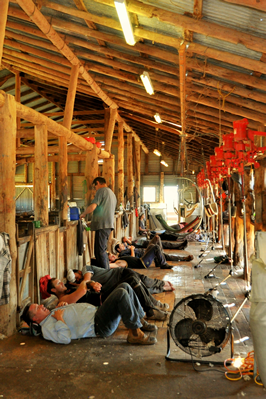 Steam Plains Shearing 022059  © Claire Parks Photography